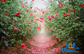 选择园林，感悟万物之美