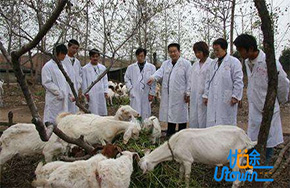 学动物医学专业，做动物白衣天使