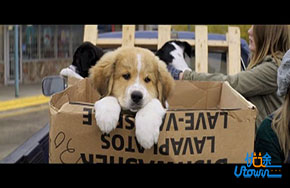 《一条狗的使命》：陪伴是最长情的告白