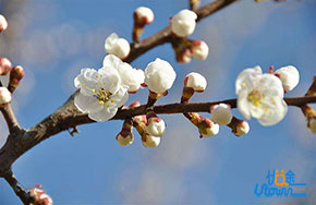 把自己变成一朵花，香给这个世界看
