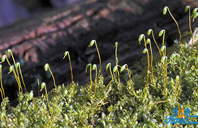 高中生物会考知识点总结（3）