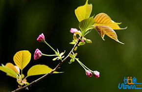 2017北京高考语文最高分141分获得者：我是这样学习语文的