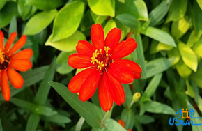 生命如花，在不合的季候开放