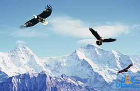 挣脱枝头的树叶，得到的不是高飞和自由