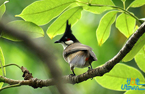 《林中鸟》：奔跑吧！飞翔