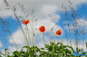 2018哪些院校具有自主招生资格？你的目标高校在哪个层次？