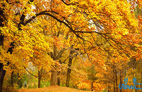 挫折也是一道美丽的风景