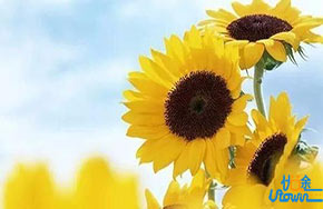 不要再说自己智商不足，其实你只是懒得改变