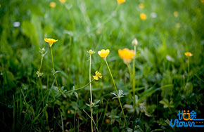 作文素材——值得大家借鉴的美句