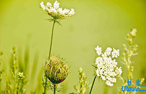 高中英语——阅读理解如何拿满分？