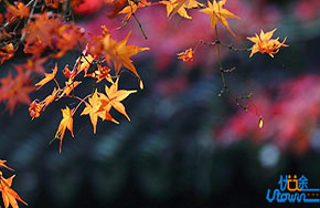 巧辨细析，妙用成语