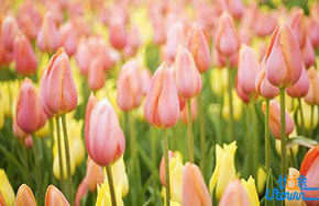 如何从高校自主招生简章中获取重要信息？