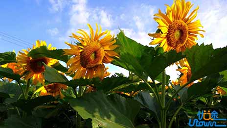 要高考了，你一定要用尽全力