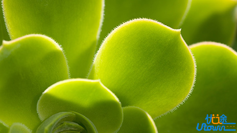 植物保护：守护植物的医生