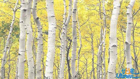 《白桦林》：岁月留痕