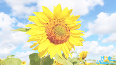 做自己的太阳，无须凭借谁的光