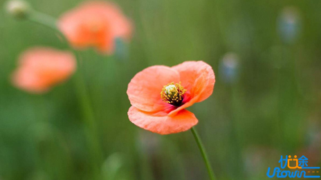 从小学好语文，你应该做好这三件事! 