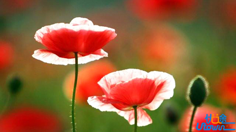 学最好的别人，做最好的自己，只有保持平常心态，方能安度人生