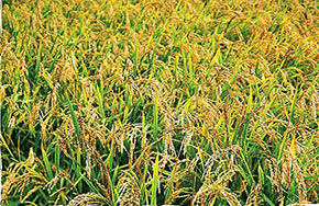 生物科学：探索生命的奥秘