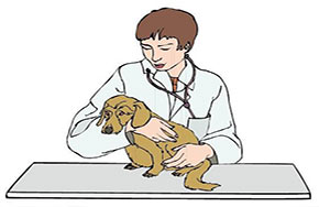 动物医学专业就业方向