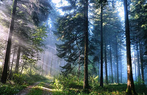 高考专业解读：森林资源保护与游憩