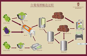就业中爆红的冷门专业——葡萄与葡萄酒工程专业