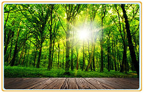 林学专业就业方向