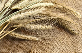 稻香难掩篱门寒——农学类专业