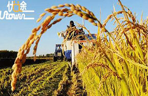 粮食工程专业解读