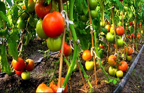 有机农业：并不是你想的那样