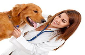 什么是动物医学专业