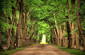 森林保护专业就业方向