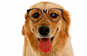 学动物医学就是当宠物医生吗？