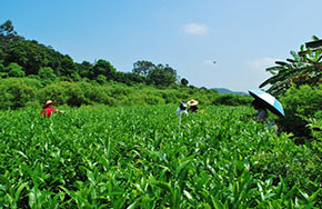 茶学专业就业方向